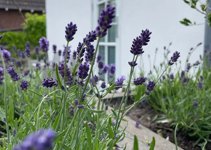 Aan De Wiericke Appartement Driebruggen